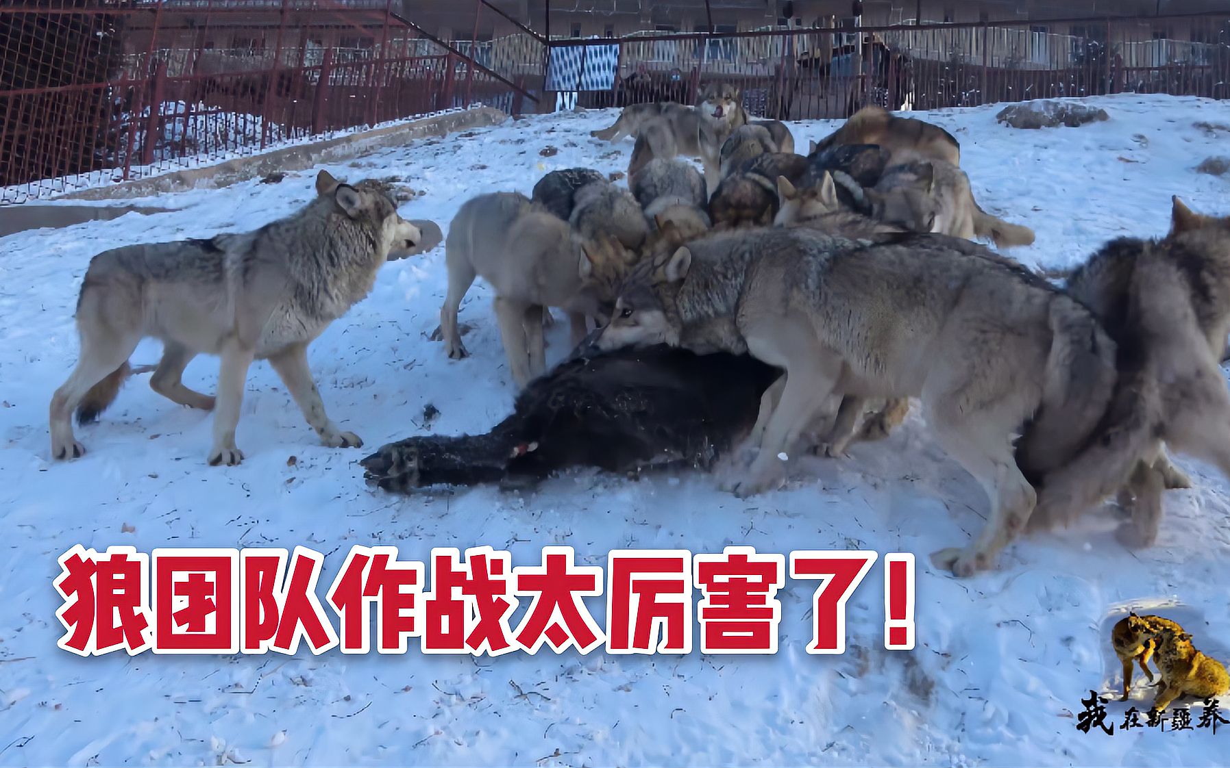 战场上英雄辈出,谁能带领团队取得胜利的简单介绍 战场上英雄辈出,谁能带领团队取得胜利的简单介绍